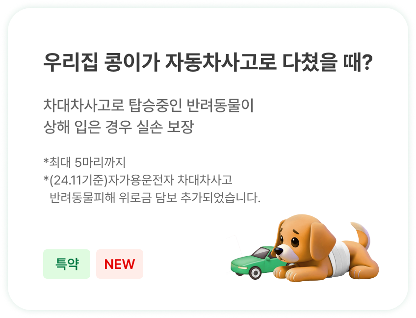 우리집 콩이가 자동차사고로 다쳤을 때?